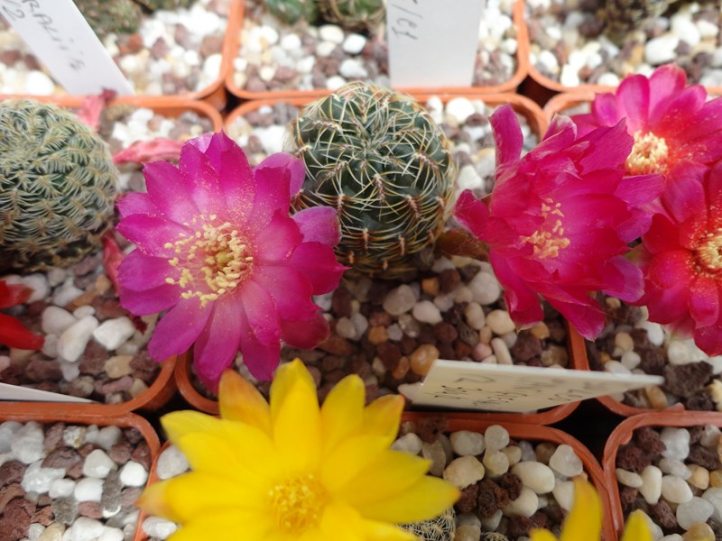 Sulcorebutia canigueralii VZ 304