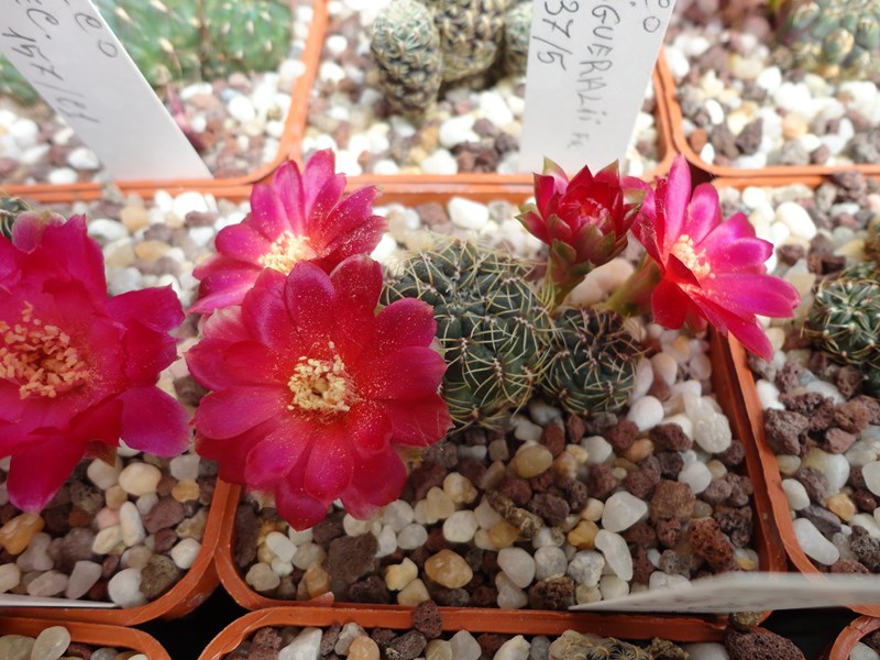 Sulcorebutia canigueralii VZ 305