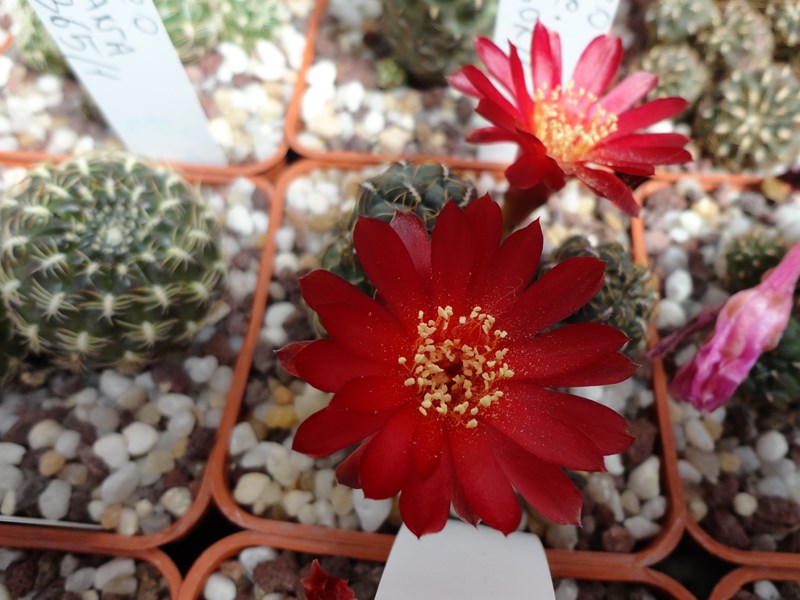 Sulcorebutia canigueralii VZ 306