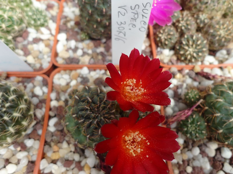 Sulcorebutia canigueralii VZ 306