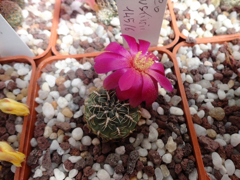 Sulcorebutia canigueralii VZ 99