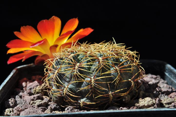 Sulcorebutia canigueralii 