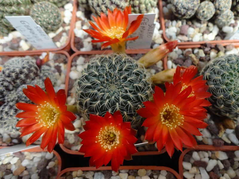 Sulcorebutia caracarensis VZ 570