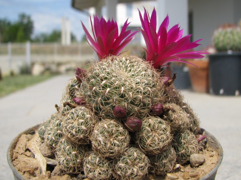 Sulcorebutia crispata 