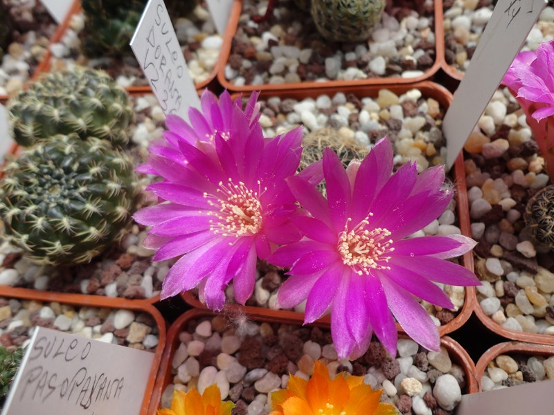 Sulcorebutia crispata 276-5