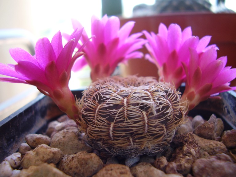 Sulcorebutia crispata 