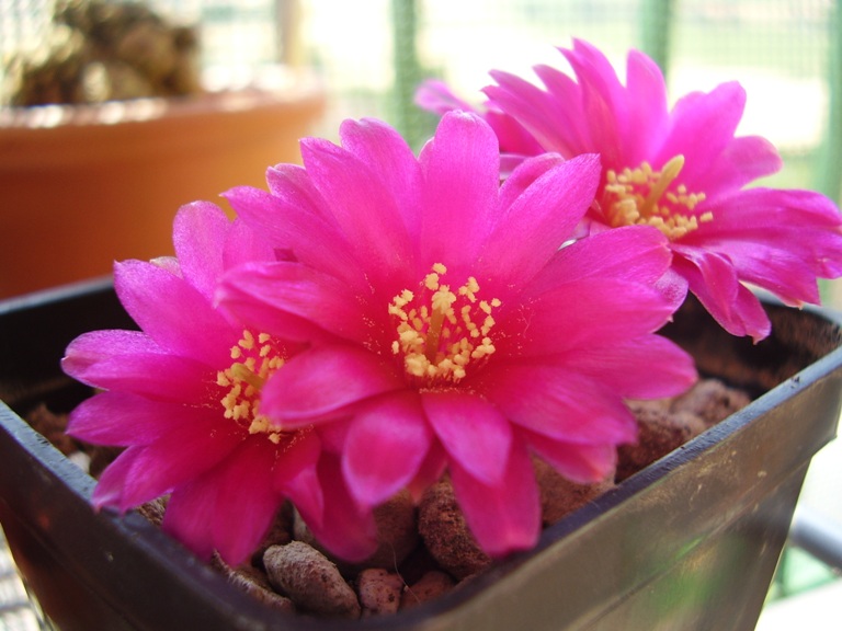 Sulcorebutia crispata 
