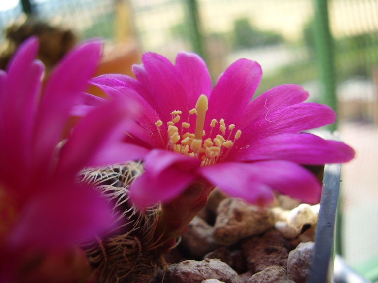 Sulcorebutia crispata 
