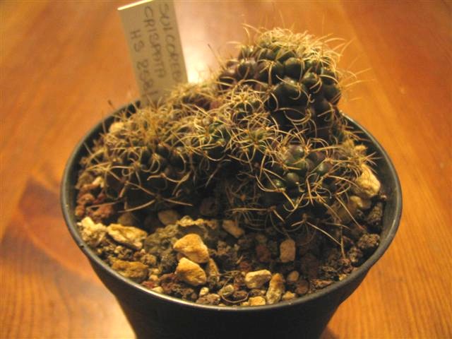 Sulcorebutia crispata HS 258