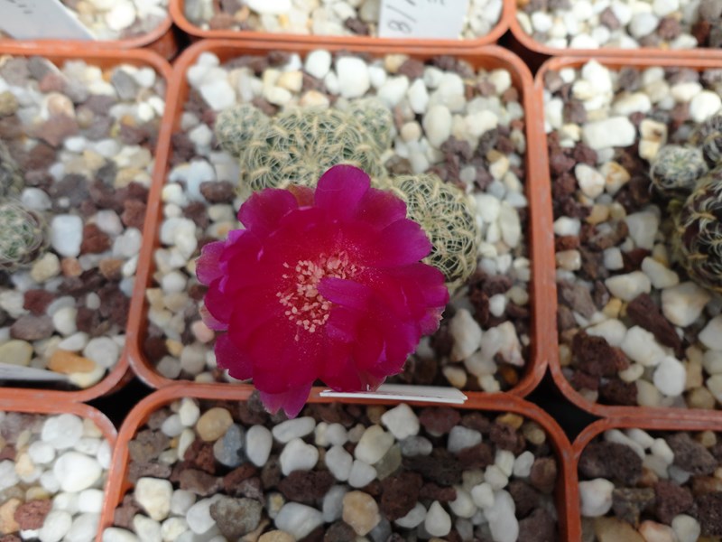 Sulcorebutia crispata v. muelleri VZ 443