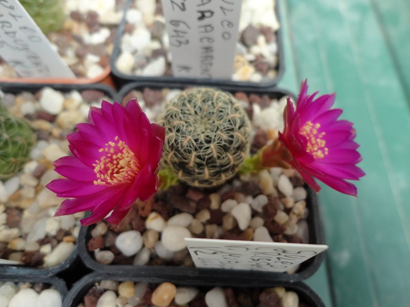 sulcorebutia crispata v. muelleri