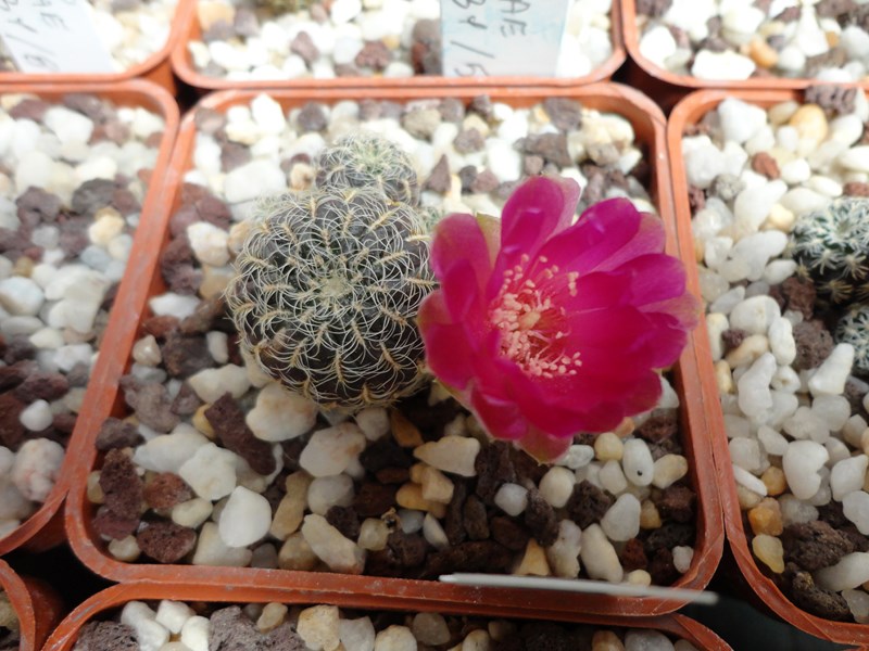 Sulcorebutia crispata v. muelleri VZ 444