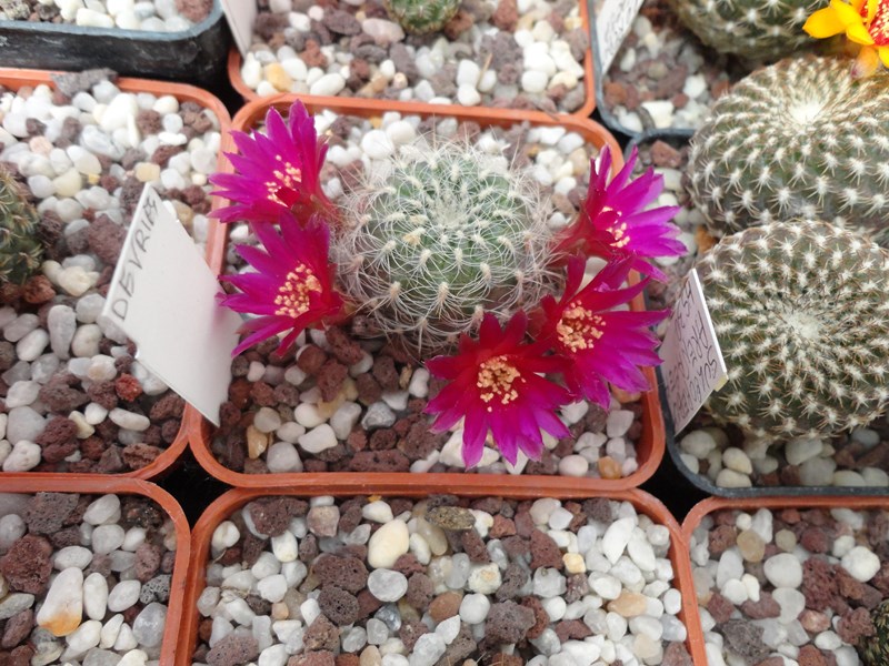 Sulcorebutia crispata VZ 651