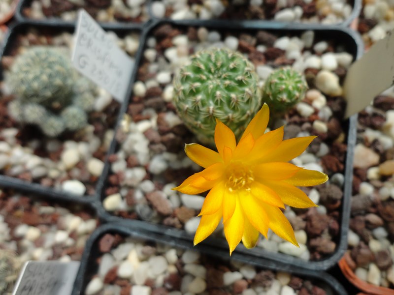 Sulcorebutia elizabethae VZ 245