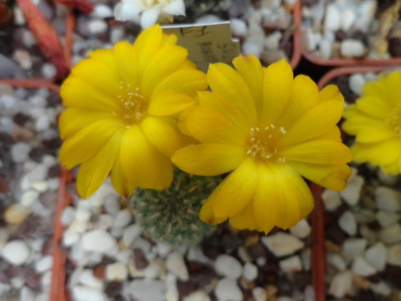 Sulcorebutia elizabethae VZ 204