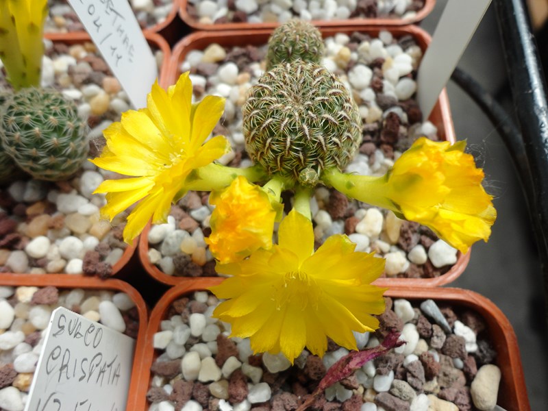 Sulcorebutia elizabethae VZ 204