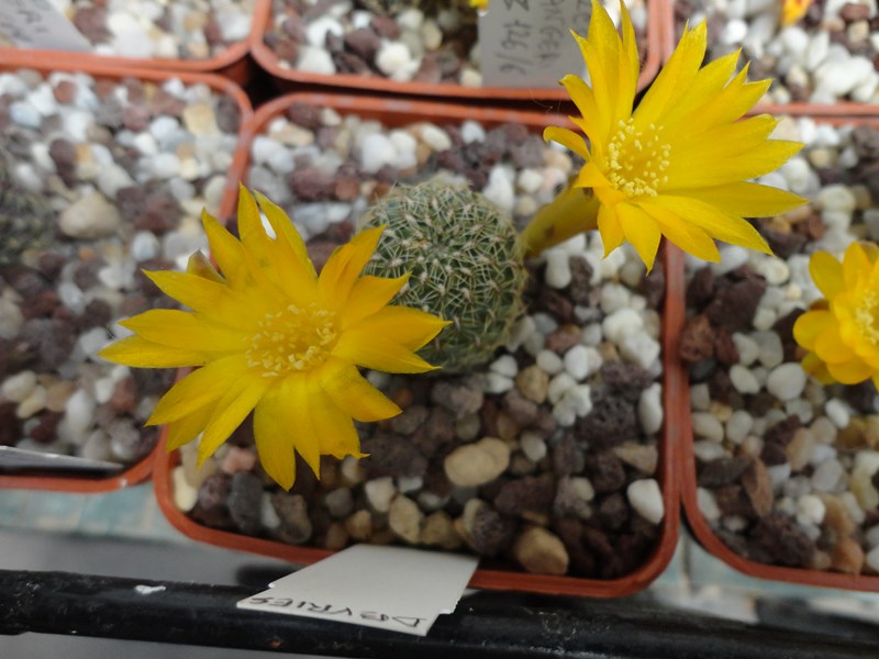 Sulcorebutia elizabethae VZ 204