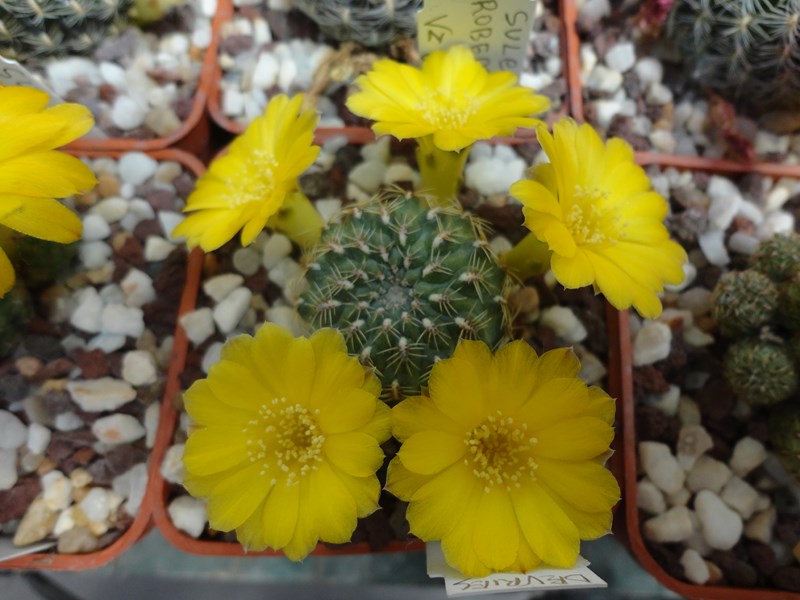 Sulcorebutia elizabethae VZ 233