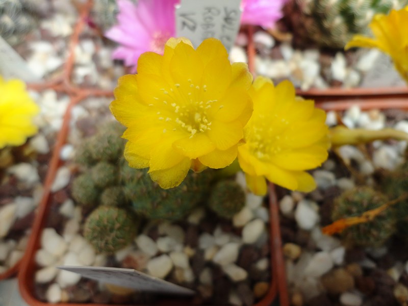 Sulcorebutia elizabethae VZ 235