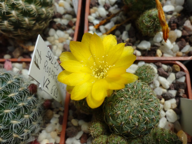 Sulcorebutia elizabethae VZ 235