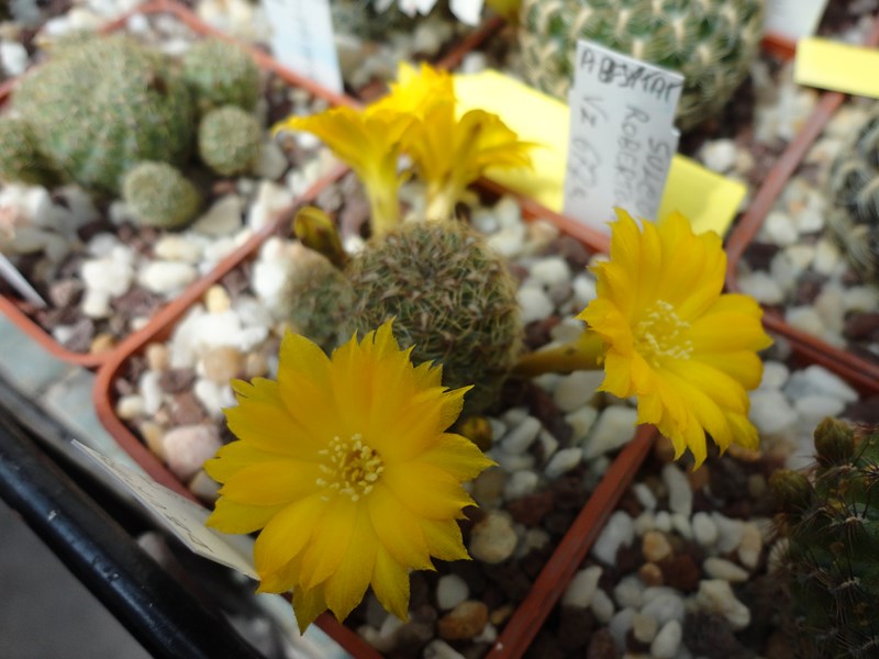 Sulcorebutia elizabethae VZ 237