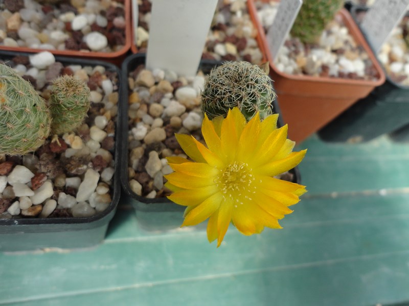 Sulcorebutia elizabethae VZ 237