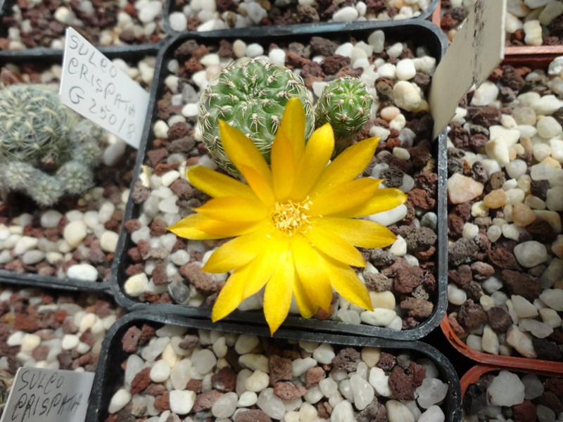 Sulcorebutia elizabethae VZ 245