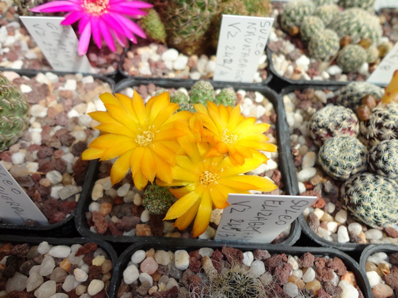 Sulcorebutia elizabethae VZ 245