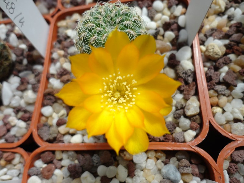 Sulcorebutia elizabethae VZ 245