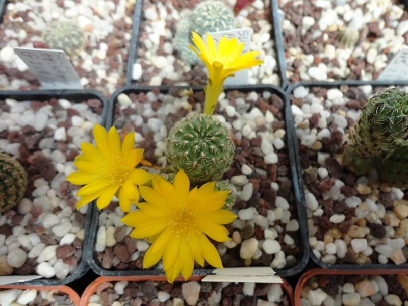 Sulcorebutia elizabethae VZ 245