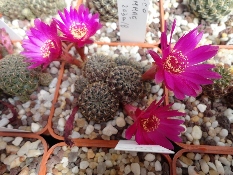 Sulcorebutia gemmae VZ 248