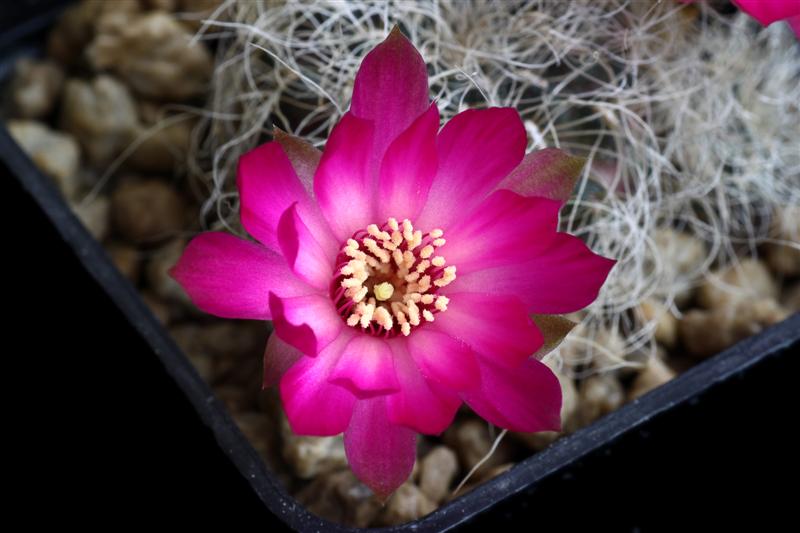Sulcorebutia gerosenilis 