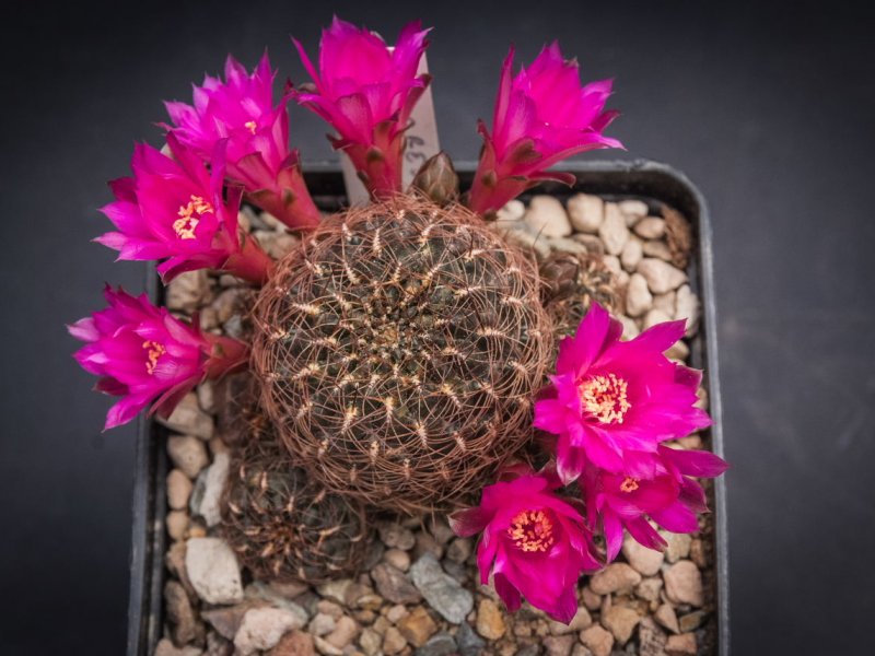 sulcorebutia heinzii