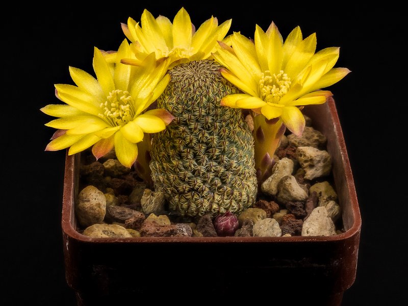 Sulcorebutia heliosoides 