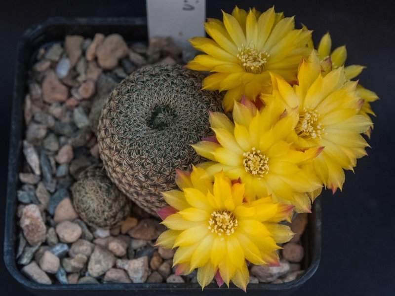 Sulcorebutia heliosoides LH 1544