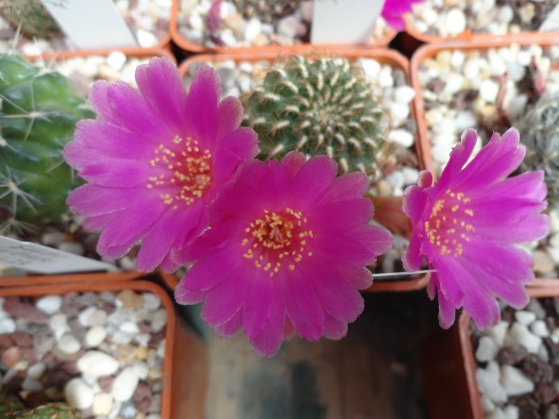 sulcorebutia huanacuniensis