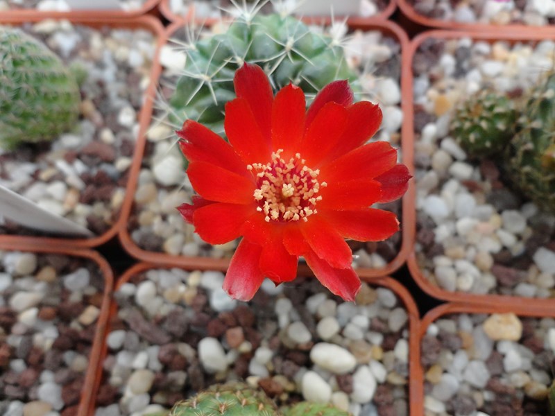 Sulcorebutia juckeri VZ 429