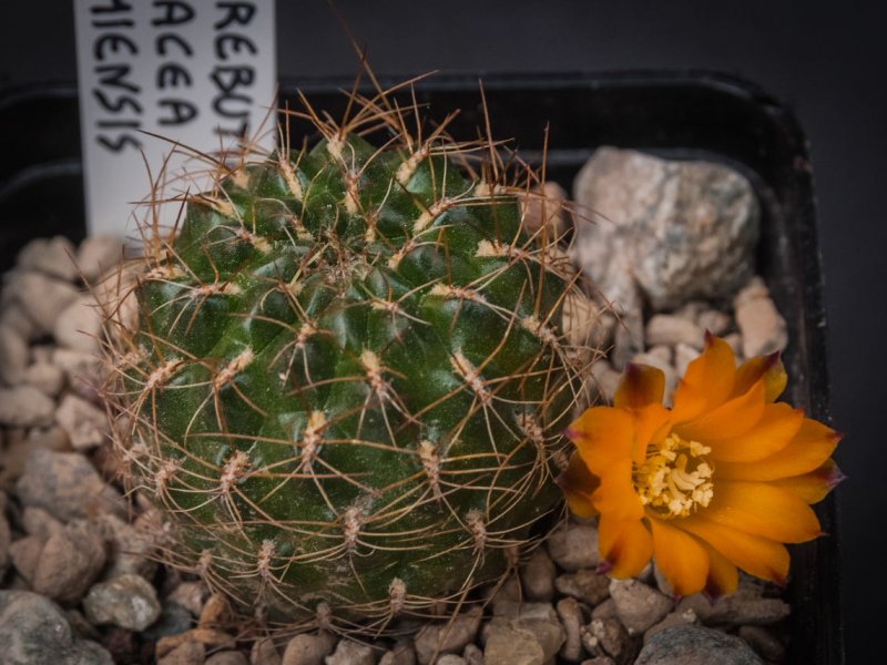 Sulcorebutia arenacea v. kamiensis L 974