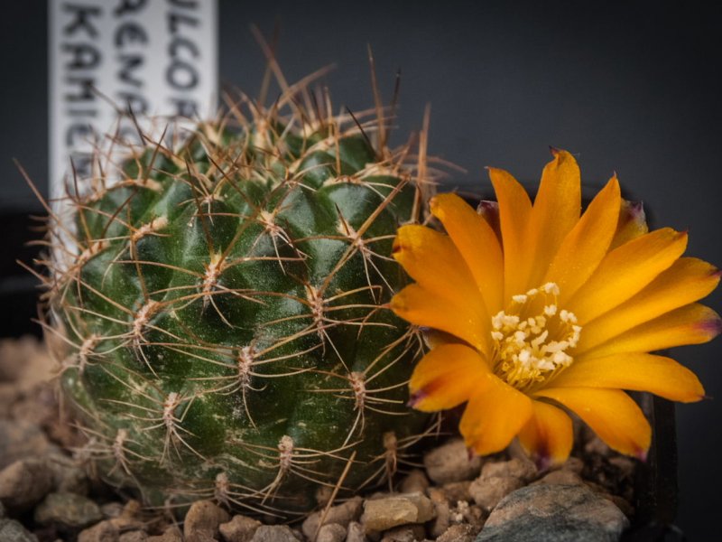 sulcorebutia arenacea v. kamiensis