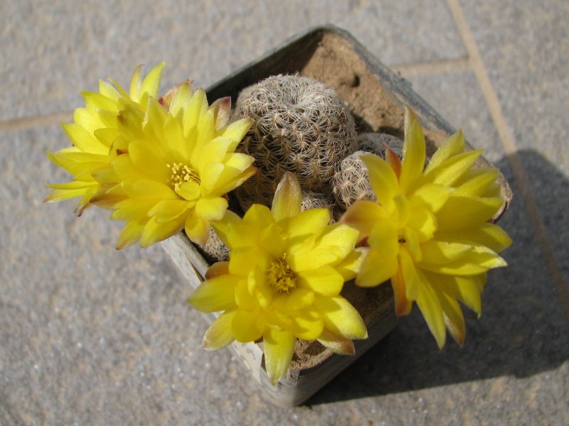 Sulcorebutia langeri 