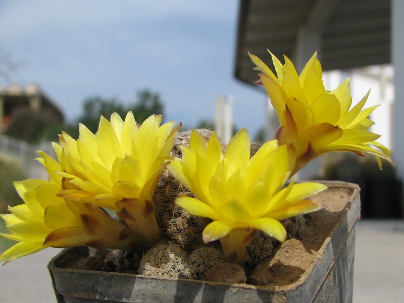 Sulcorebutia langeri 