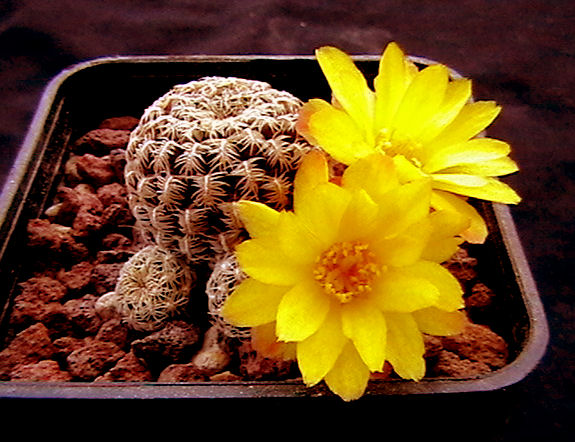 Sulcorebutia langeri 