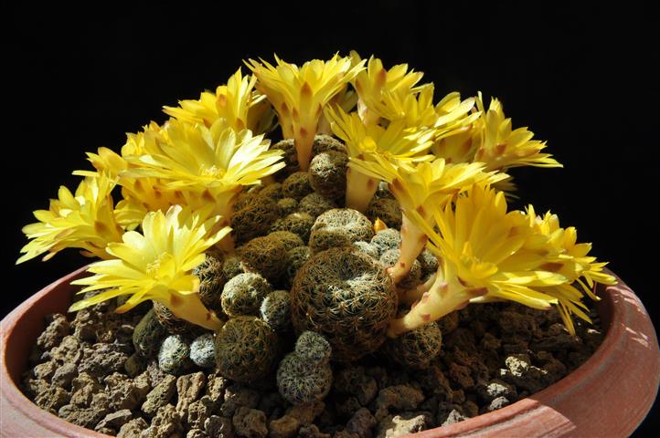 Sulcorebutia langeri HS240