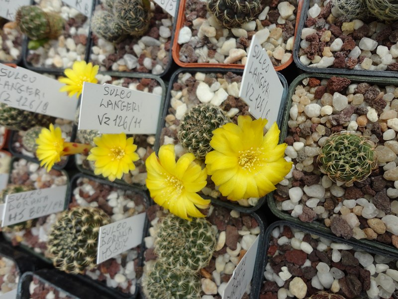 Sulcorebutia langeri VZ 126