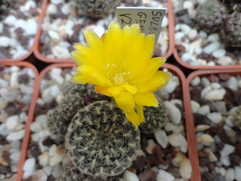 Sulcorebutia langeri VZ 126