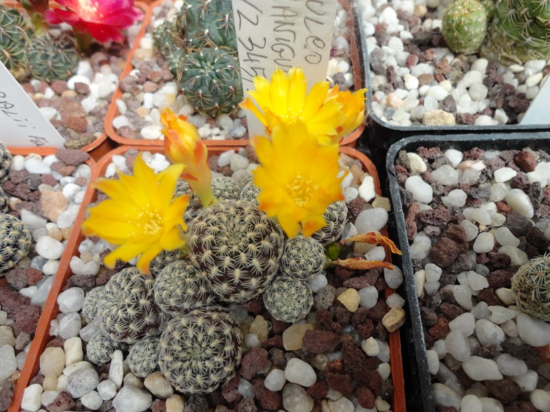 Sulcorebutia langeri VZ 327