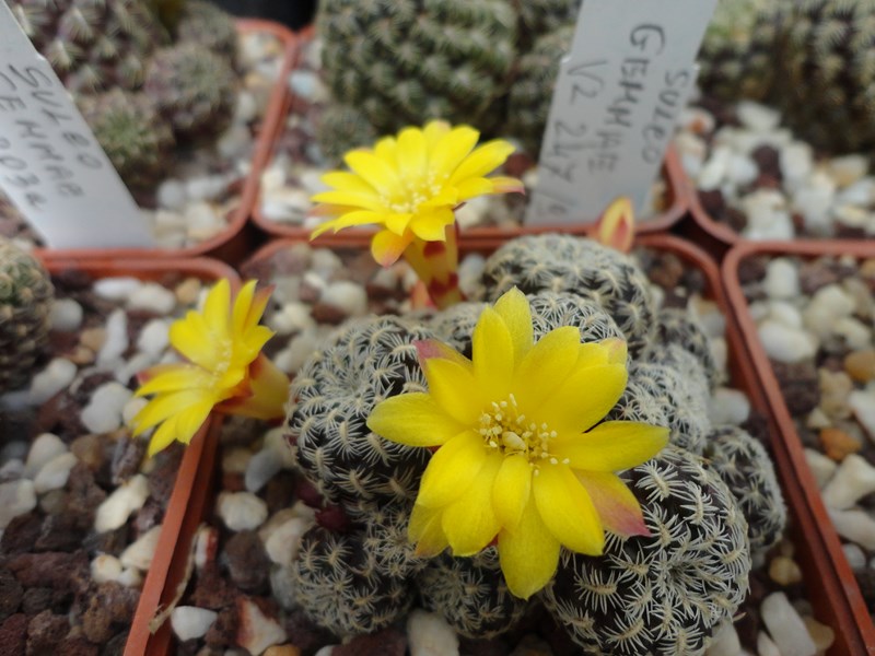 Sulcorebutia langeri VZ 126