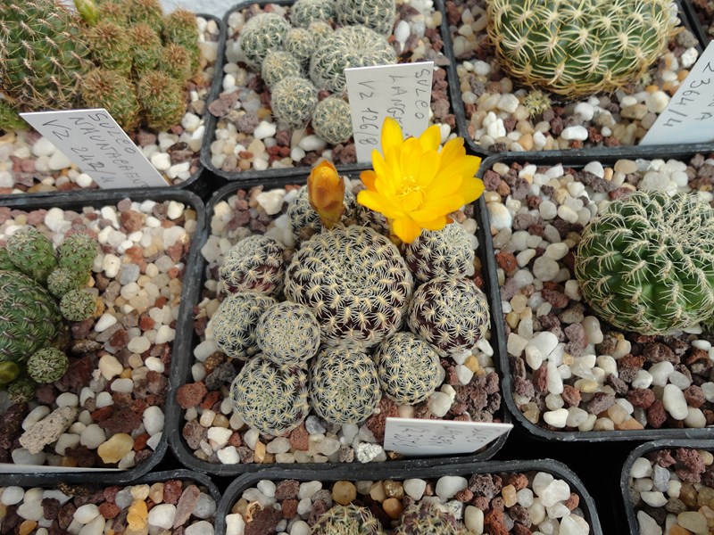 Sulcorebutia langeri VZ 327