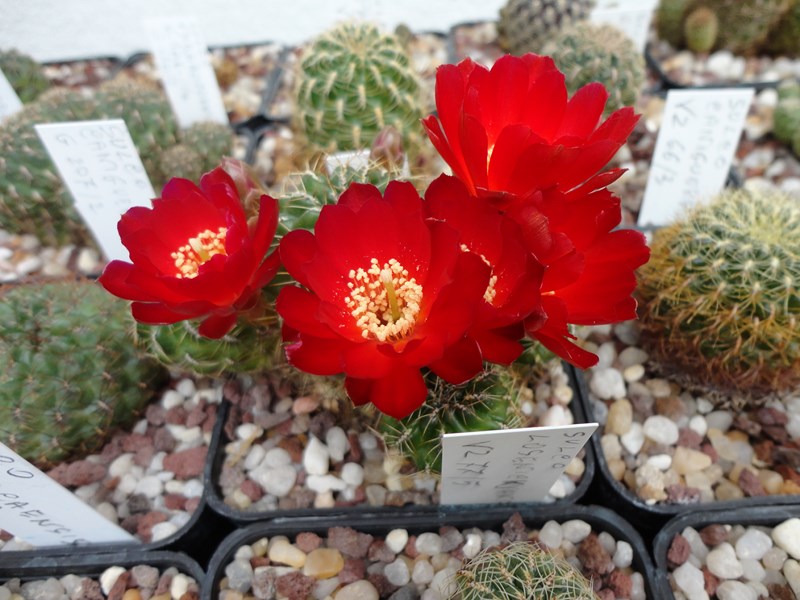 Sulcorebutia losenickyana VZ 77