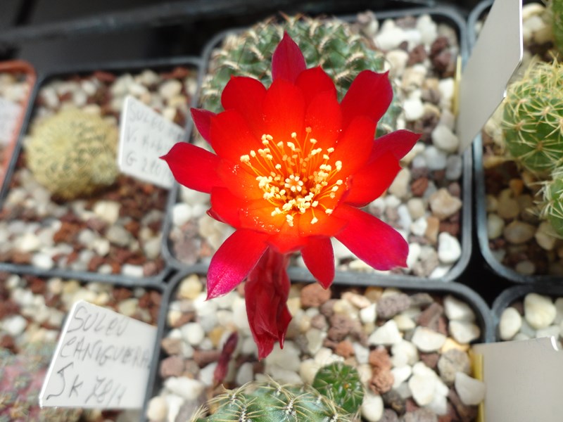 sulcorebutia mariana v. prantneri